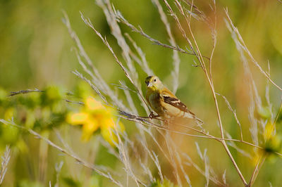 Close-up of bird on grass