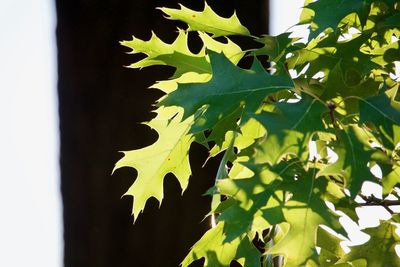 Close-up of leaves on tree