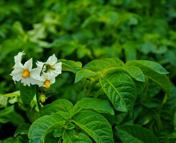 Close-up of flowering plant