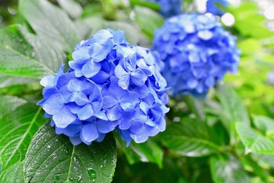 Close-up of blue purple flower