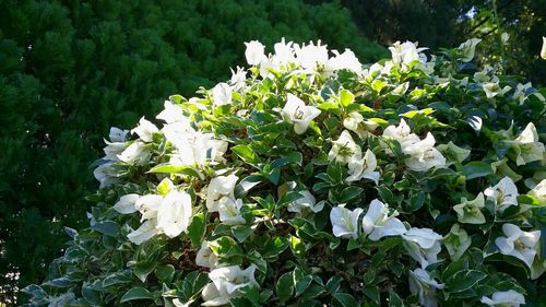 Close-up of fresh flowers on tree