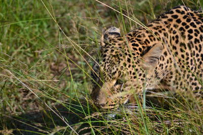 View of cat on grass