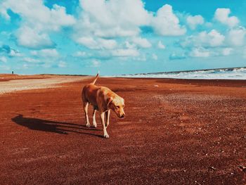 Dog standing on beach against sky