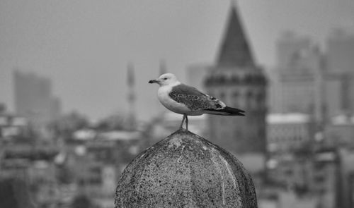 bird