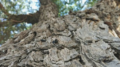 Tree trunk in forest