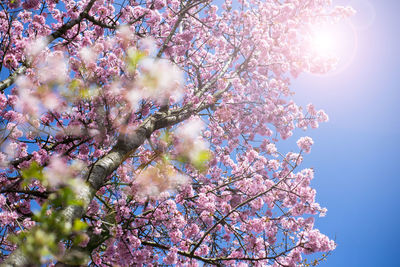 Low angle view of cherry blossoms against sky