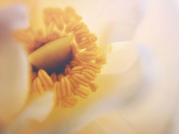 Close-up of yellow flower