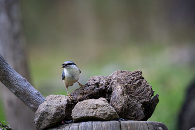 Close-up of bird perching on rock