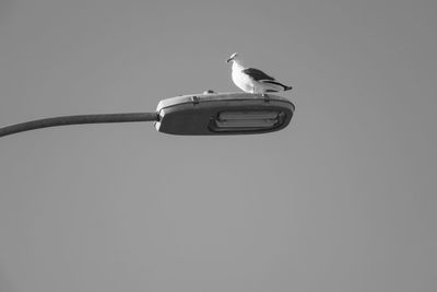 Bird perching on cable against clear sky