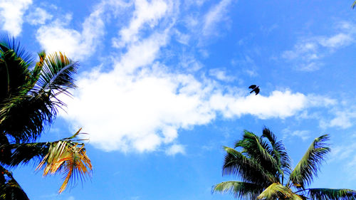 Low angle view of coconut palm tree against sky