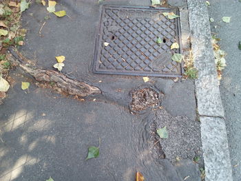 High angle view of leaves on street