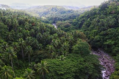 High angle view of trees growing in farm