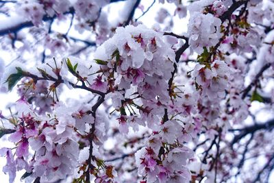 Low angle view of cherry blossom