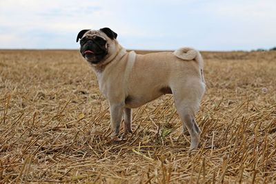 Close-up of dog on field against sky