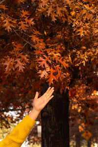 Close-up of hand holding maple leaves during autumn