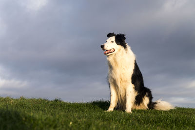 View of dog sitting on field against sky