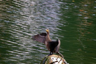 Cormorant with spread wings on rock at lake