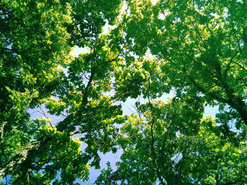 Low angle view of tree in forest