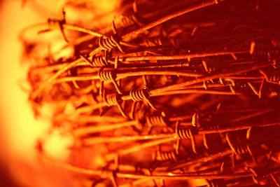 Detail shot of cropped barbed wire