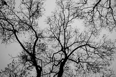 Low angle view of bare trees against sky
