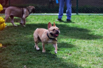 Full length of french bulldog on field at public park