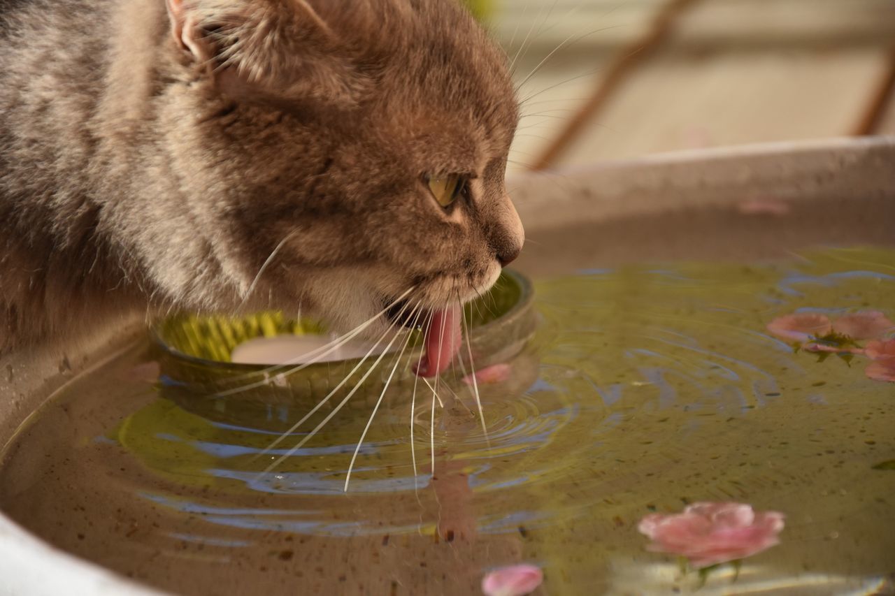 one animal, animal themes, domestic animals, pets, mammal, close-up, water, dog, focus on foreground, reflection, pink color, indoors, part of, selective focus, day, holding, animal head, cropped, no people