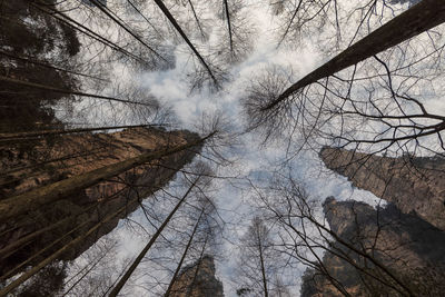 Low angle view of bare trees against sky