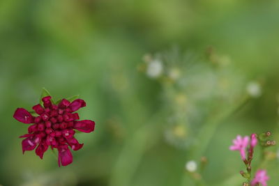 Close-up of red flowering plant