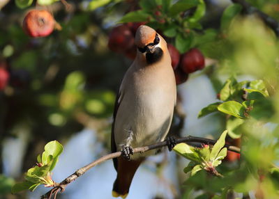 Close-up of bird perching on branch