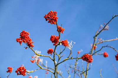 Low angle view of red berries against blue sky