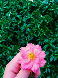 Close-up of pink flower