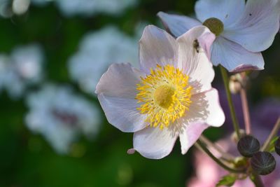 Close-up of white flower blooming outdoors