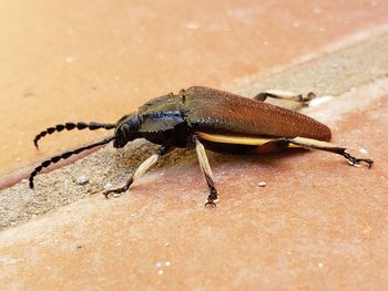 Close-up of insect on land