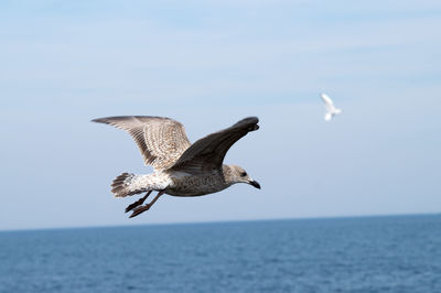 Seagull flying over sea