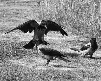 Birds flying over field