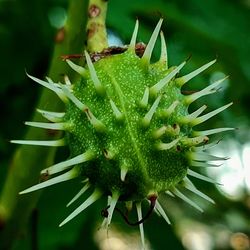Close-up of succulent plant
