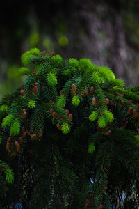 Close-up of pine tree