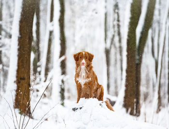 View of dog on snow covered land