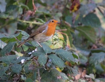 Close-up of bird perching on leaves