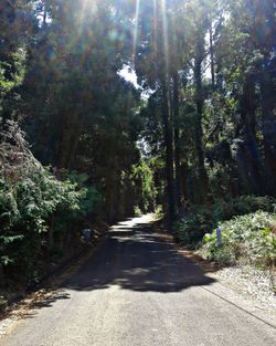 Road amidst trees in forest