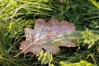 Close-up of leaves on leaf