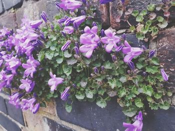 Close-up of purple flowers blooming outdoors