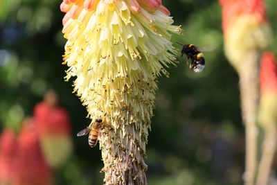 Close-up of bee pollinating on flower