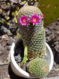 Close-up of succulent plant in pot