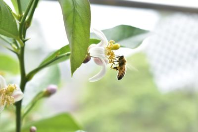 Close-up of bee pollinating on flower