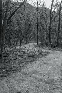 Bare trees in forest