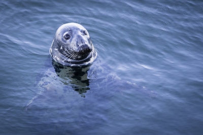 Close-up of turtle swimming in sea