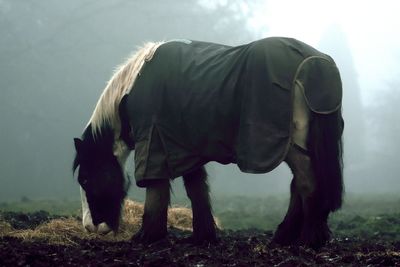 Horse standing on landscape against sky