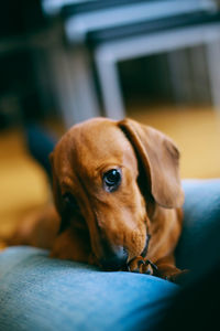 Close-up of dog at home