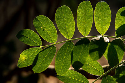 Close-up of green leaves